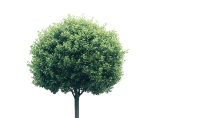 Lush green tree standing proudly against a bright white backdrop in a serene environment