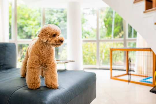 Adorable Apricot Toy Poodle Standing on Modern Gray Leather Sofa