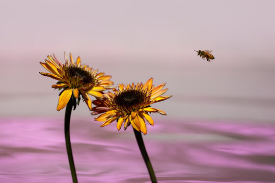 Bee flying to yellow Cone flower