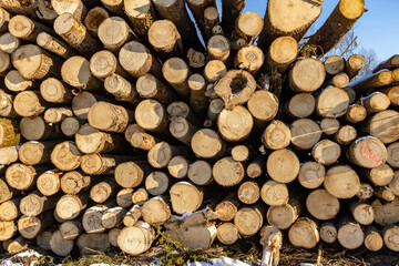 Pile of logs with a lot of different sizes