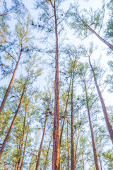 Fototapeta premium Pine tree. very tall pine tree in the forest.