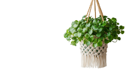 Hanging planter adorned with lush green foliage captures a serene interior style