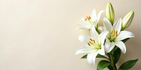 Fresh white lily arrangement on a neutral background, spring decor, fresh flowers