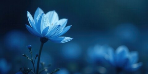 A Single Blue Flower in Soft Focus, Illuminated by Gentle Light, Stands Tall Among a Field of Blurred Companions, Evoking Serenity and Tranquility