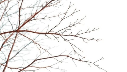 Obraz premium Intricate, bare branches isolated against pure white backdrop, photography, stark