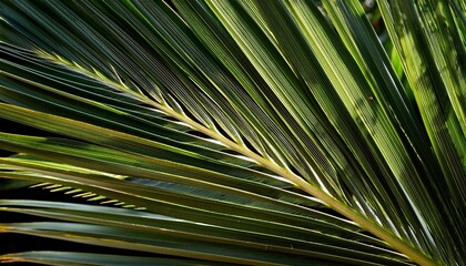 tropical palm leaves © James