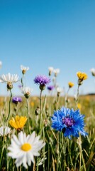 Fototapeta premium Regenerative Meadow Wellness Blue Cornflower and Chamomile Harmony - Sustainable Natural Medicine Landscape for Holistic Health Branding