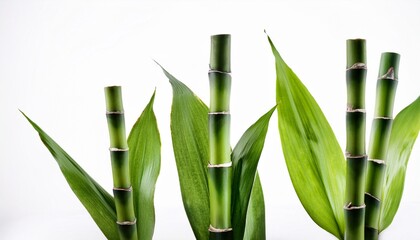 Obraz premium three bamboo stalks isolated white background nature
