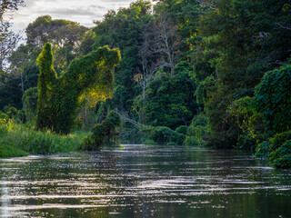 Amazon river landscape on a branch of the Amazon.