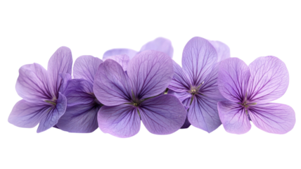 Delicate purple violets flourishing in soft sunlight during spring