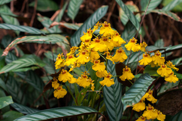 Bright yellow orchids with delicate petals surrounded by lush green leaves
