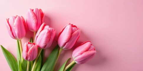 Obraz premium Pink tulips unfurl their petals on a soft pink grassy background, floral arrangement, pink tulips, tulip stems