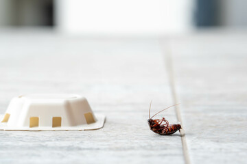 Cockroach near bait trap on household floor tile for pest control.