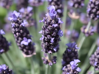 Obraz premium Close-up of blooming lavender flowers, purple sprigs, aromatherapy herb, floral detail, garden plant, medicinal, natural backdrop