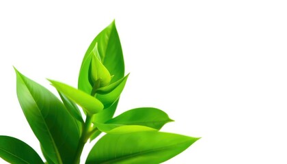 Single vibrant green plant, isolated on pure white background, leaf,  wildflower