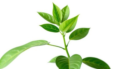 Single vibrant green plant, isolated on pure white background, plant,  asset