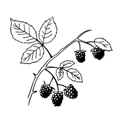 Blackberry Branch Illustration Botanical Vector for Coloring and Design Projects
