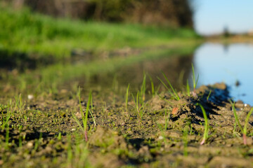 A tranquil scene of a lakeside with lush green grass and reeds in the foreground, reflecting the calmness of nature.