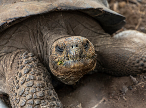 Close up of a Giant Tortoise