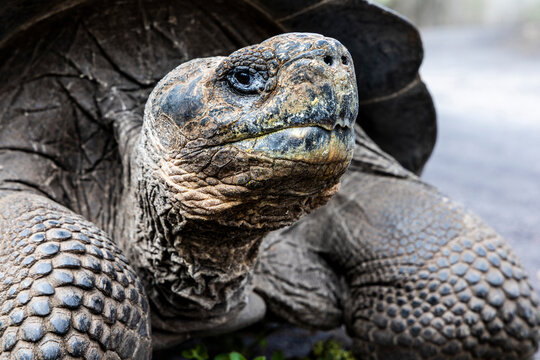 Close-up of a Giant Tortoise.
