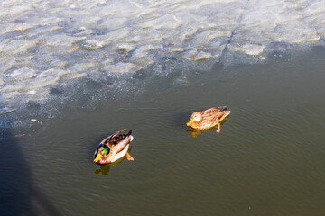 Ducks on frozen lake. Nature