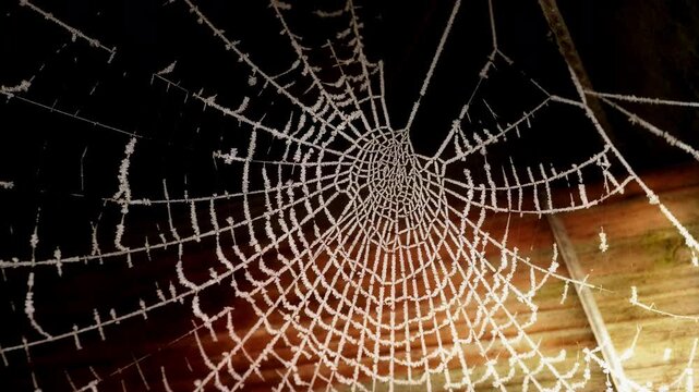 Frosty ice covered spiders web background stock footage
