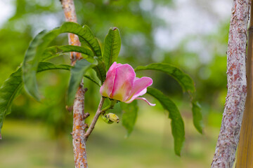 Gustavia gracillima flower on tree