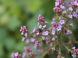 Obraz premium Delicate Pink & Lavender Wildflower Close-up, Macro Photography, Botanical Beauty, Nature's Wonders, Floral Detail.