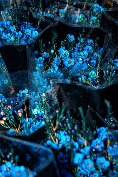Blue Geraldton Wax
