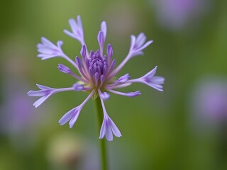 Fototapeta premium Detailed Macro Shot of a Delicate Purple Flower with Unique Petal Arrangement and Natural Bokeh Background.