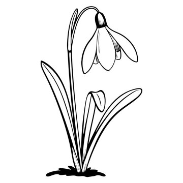 recommend clip art: Elegant Snowdrop Flower Line Art Black and White Vector Illustration