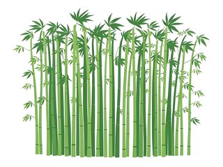 Vector illustration of a dense grove of lush green bamboo trees, nature, background, graphic design.