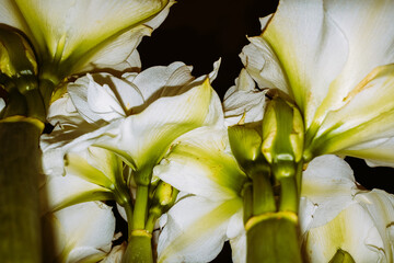 Bright white flowers with green accents in soft lighting