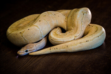 python regius yellow snake