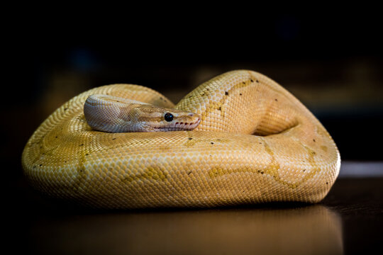 python regius yellow snake