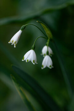 Macro of Leucojum aestivum flowers against dark green leaves