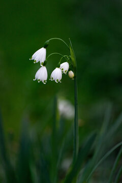 Bell shaped flowers hanging from Leucojum aestivum stalk