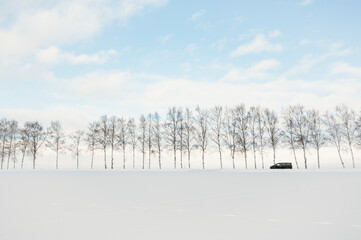  Black car driving past a row of bare trees in a snowy landscape