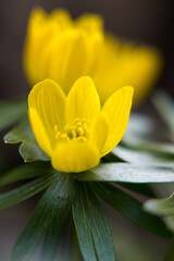 Naklejka premium Yellow anemone, spring flowers in the garden. 