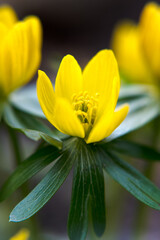 Obraz premium Yellow anemone, spring flowers in the garden. 