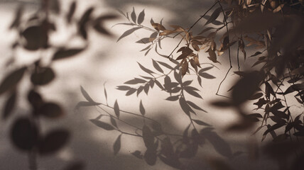 Soft Light Casting Shadows of Leaves on a Neutral Wall