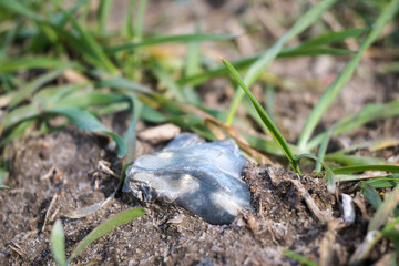 Flint lying in the ground
