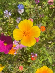 Spring Wildflower Wonderland - Vibrant Nature in Bloom during spring. User generated content