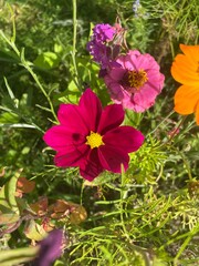 Spring Wildflower Wonderland - Vibrant Nature in Bloom during spring. User generated content