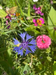 Spring Wildflower Wonderland - Vibrant Nature in Bloom during spring. User generated content