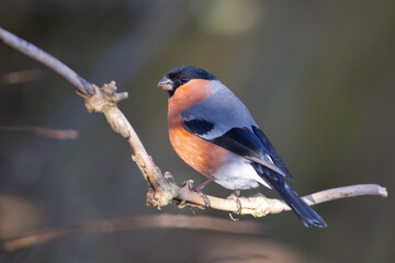 Male Bullfinch perched on a twig, County Durham, England, UK.