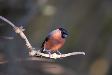 Male Bullfinch perched on a twig, County Durham, England, UK.