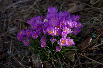 purple crocus flowers