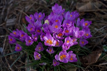 purple crocus flowers