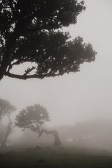 Obraz premium foggy morning in the forest